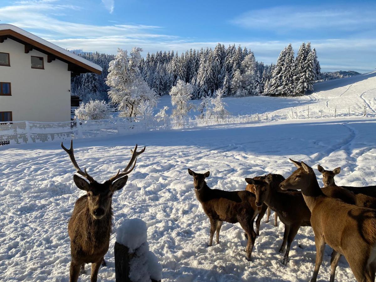 Berghof Haselsberger Sankt Johann in Tirol