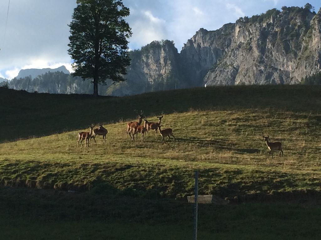 Gasthuis Berghof Haselsberger Sankt Johann in Tirol